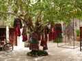 Tree Rajasthan dresses1